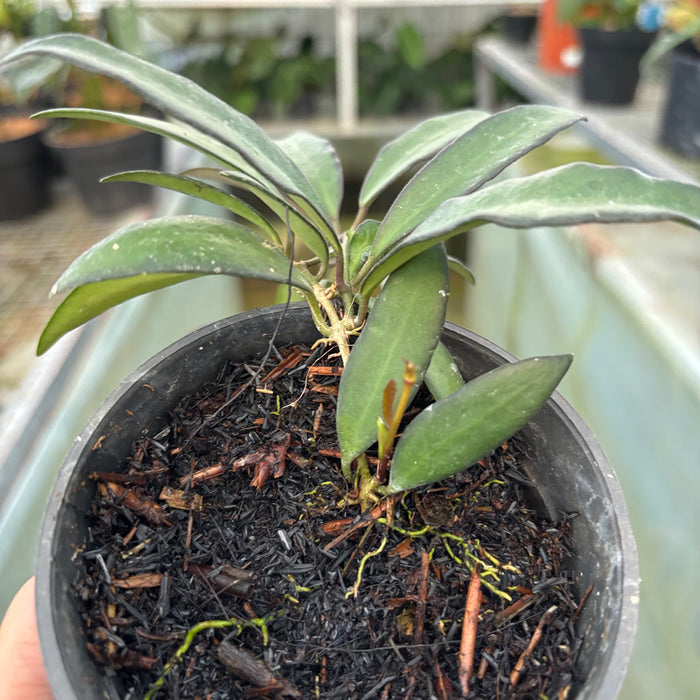 Hoya Rosita (Actual Plant 27-Oct)