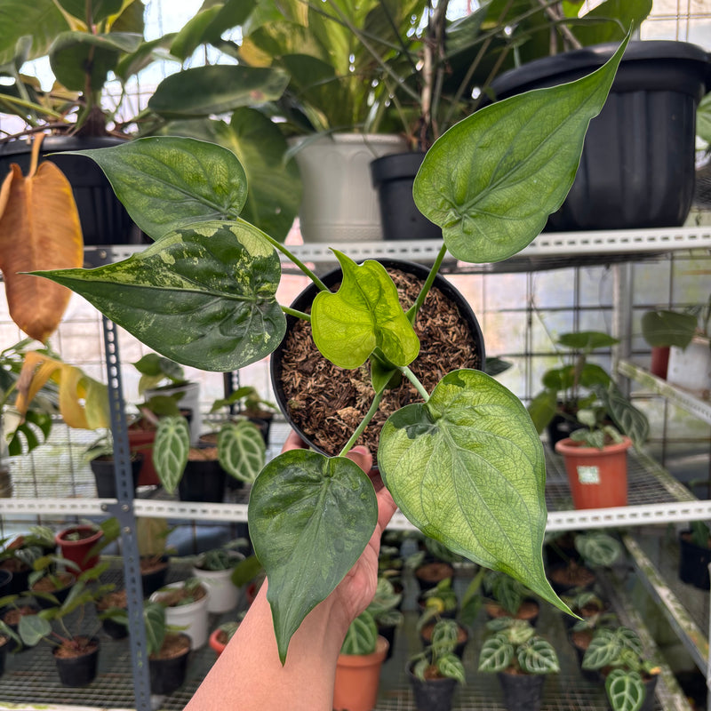 FS48-3 Alocasia Cuculata Variegated