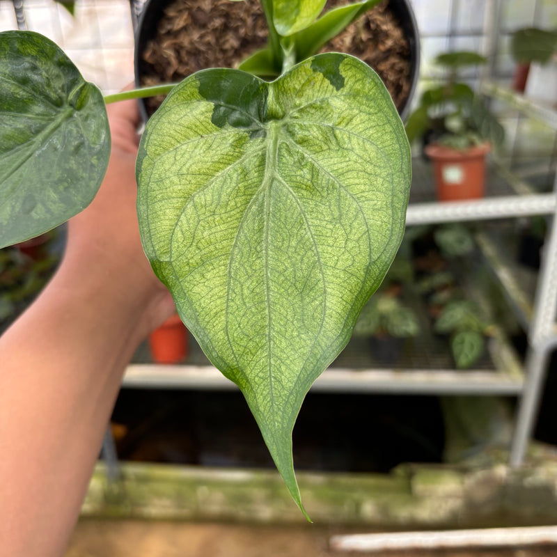 FS48-3 Alocasia Cuculata Variegated