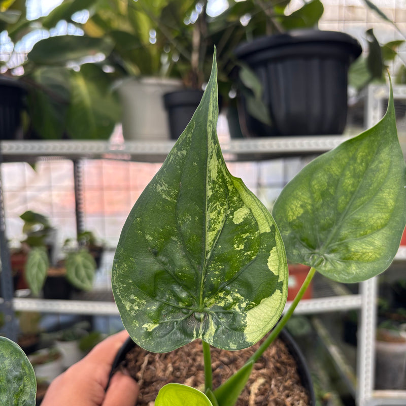 FS48-3 Alocasia Cuculata Variegated