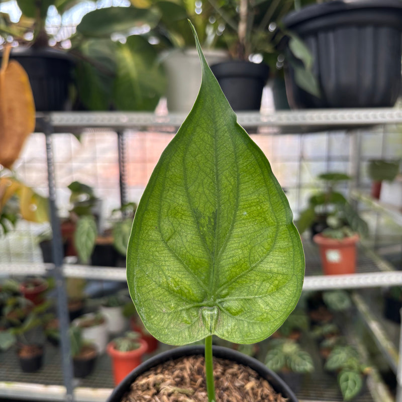 FS48-3 Alocasia Cuculata Variegated