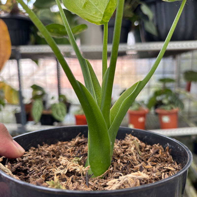 FS48-3 Alocasia Cuculata Variegated