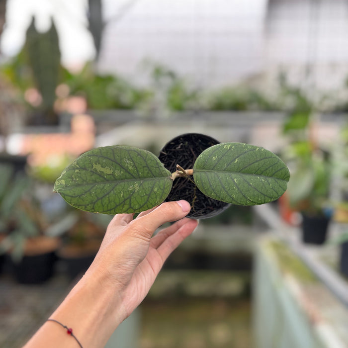 Hoya Meredhitii Round Leaf (Actual Plant 30-Oct)