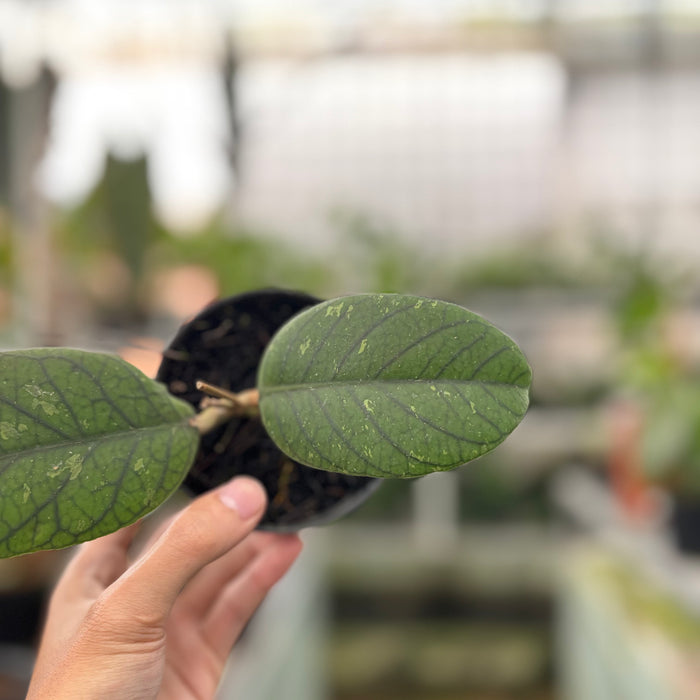 Hoya Meredhitii Round Leaf (Actual Plant 30-Oct)