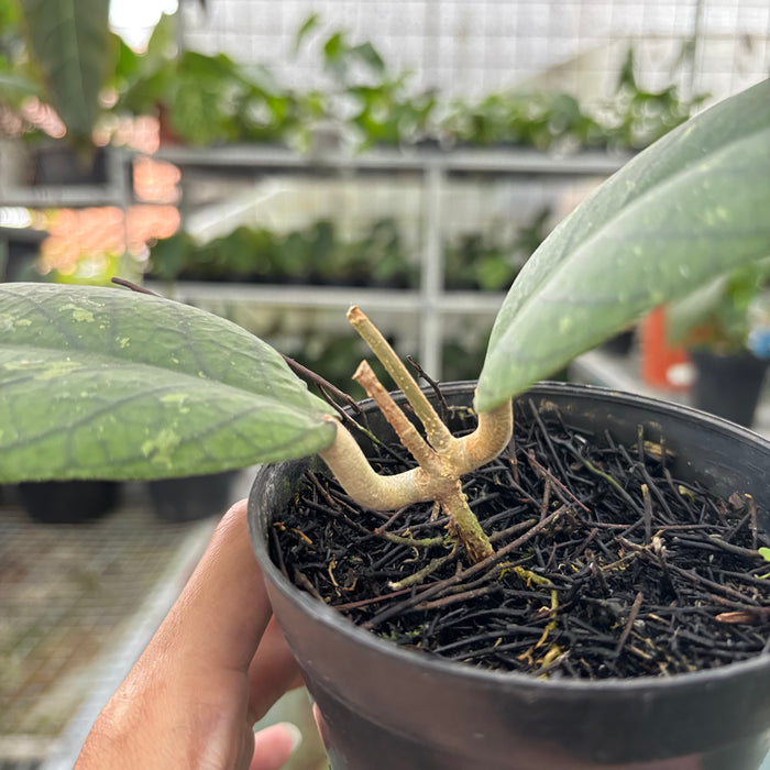 Hoya Meredhitii Round Leaf (Actual Plant 30-Oct)