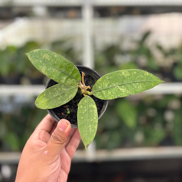Hoya Lambii Splash (Actual Plant 31-Oct)