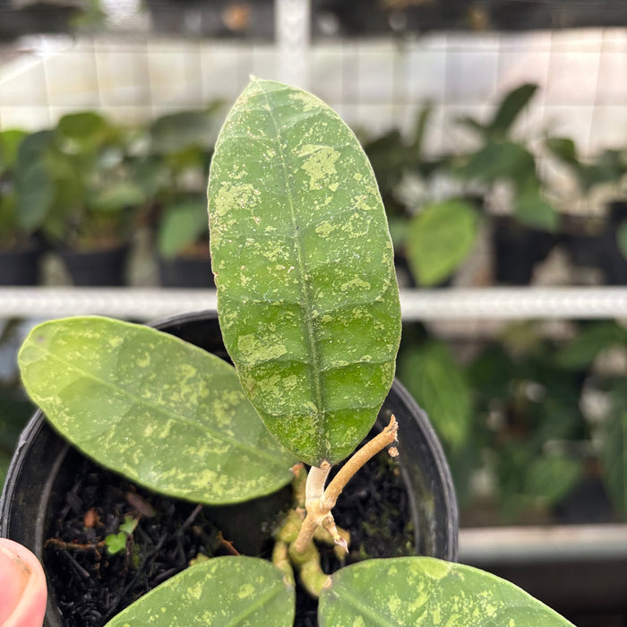 Hoya Lambii Splash (Actual Plant 31-Oct)