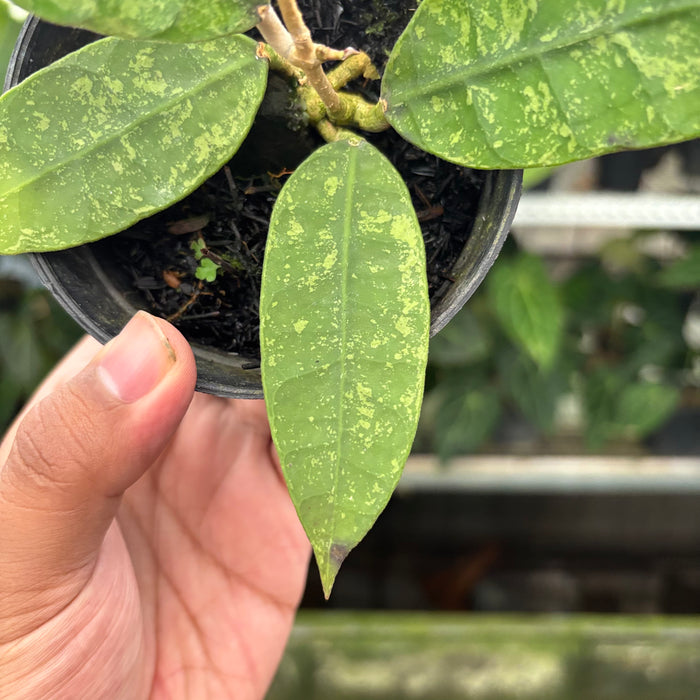 Hoya Lambii Splash (Actual Plant 31-Oct)
