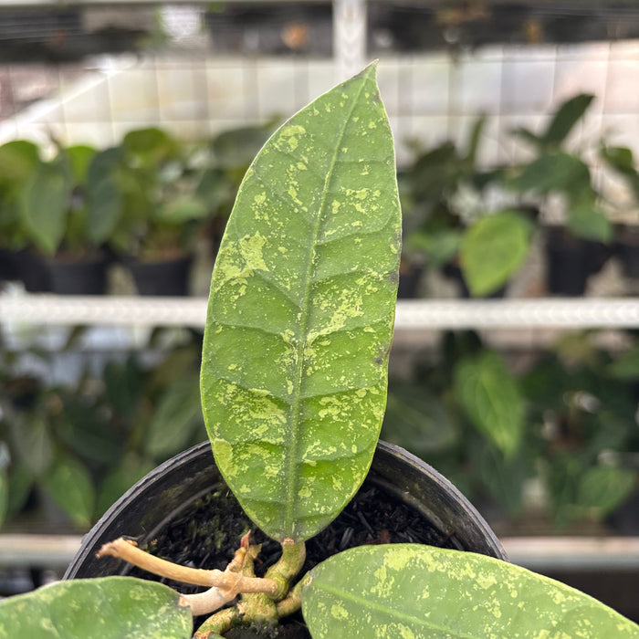 Hoya Lambii Splash (Actual Plant 31-Oct)