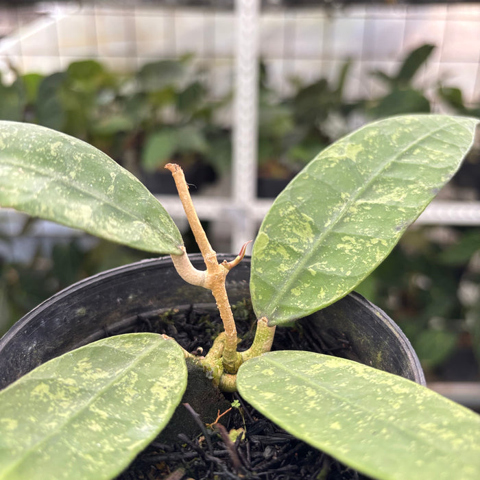 Hoya Lambii Splash (Actual Plant 31-Oct)