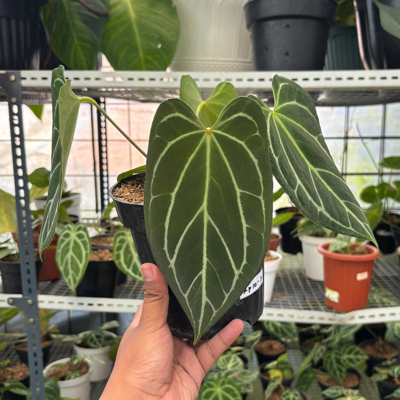 FS50-3 Anthurium Crystallinum Butterfly