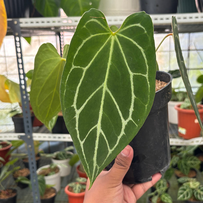 FS50-3 Anthurium Crystallinum Butterfly