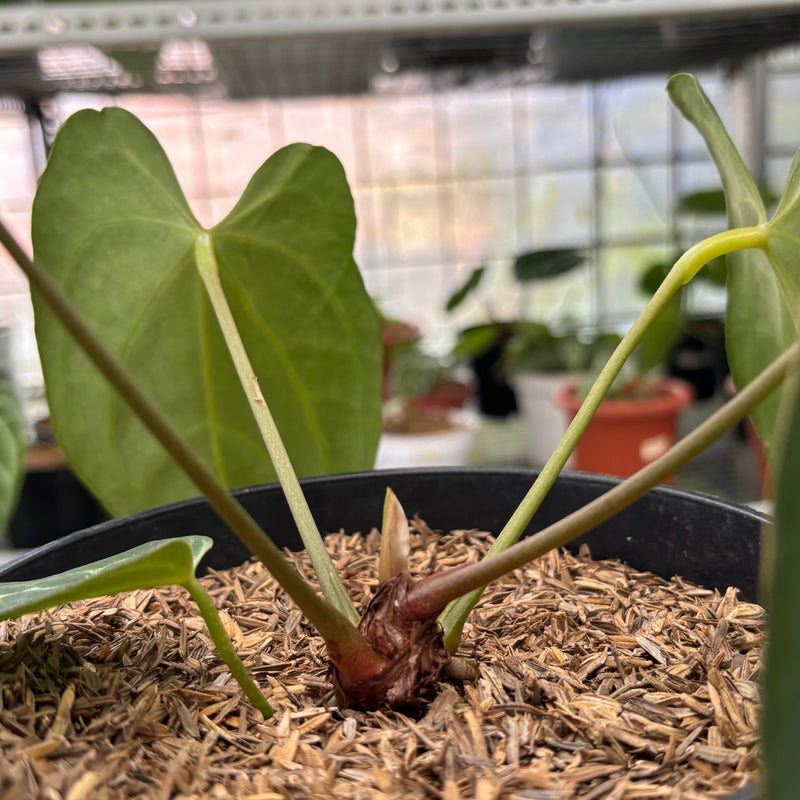 FS50-3 Anthurium Crystallinum Butterfly