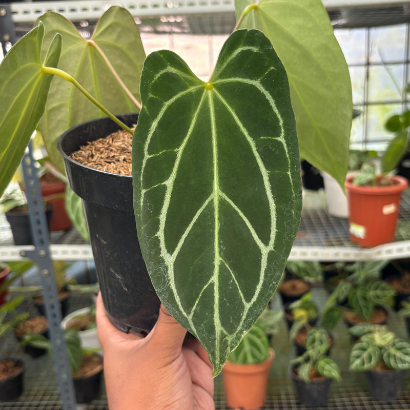 FS50-3 Anthurium Crystallinum Butterfly