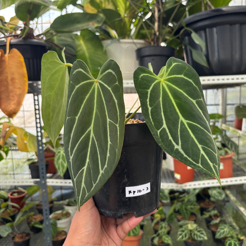 FS50-3 Anthurium Crystallinum Butterfly