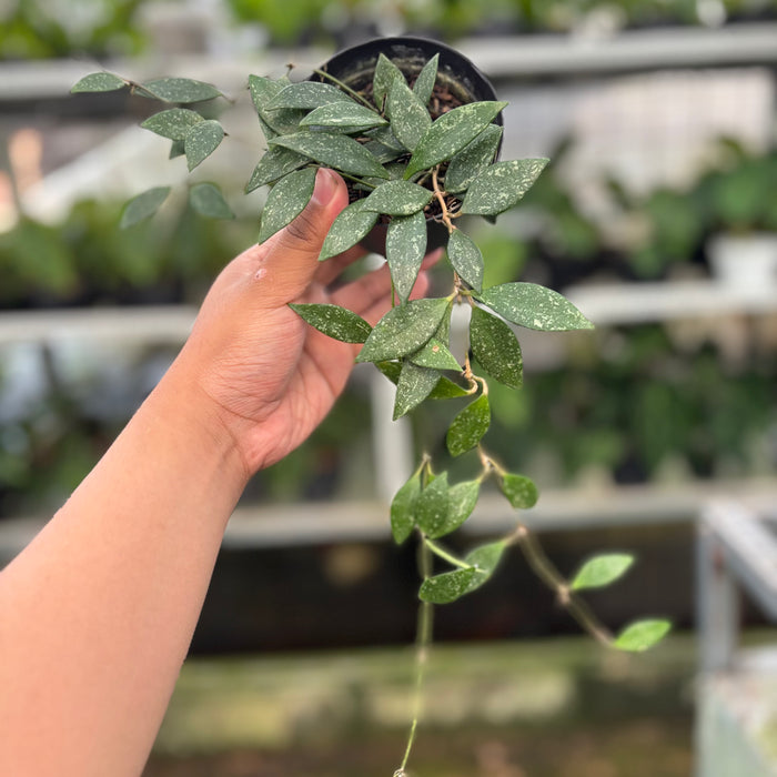 Hoya Cinnamomifolia (Actual Plant 34-Oct)