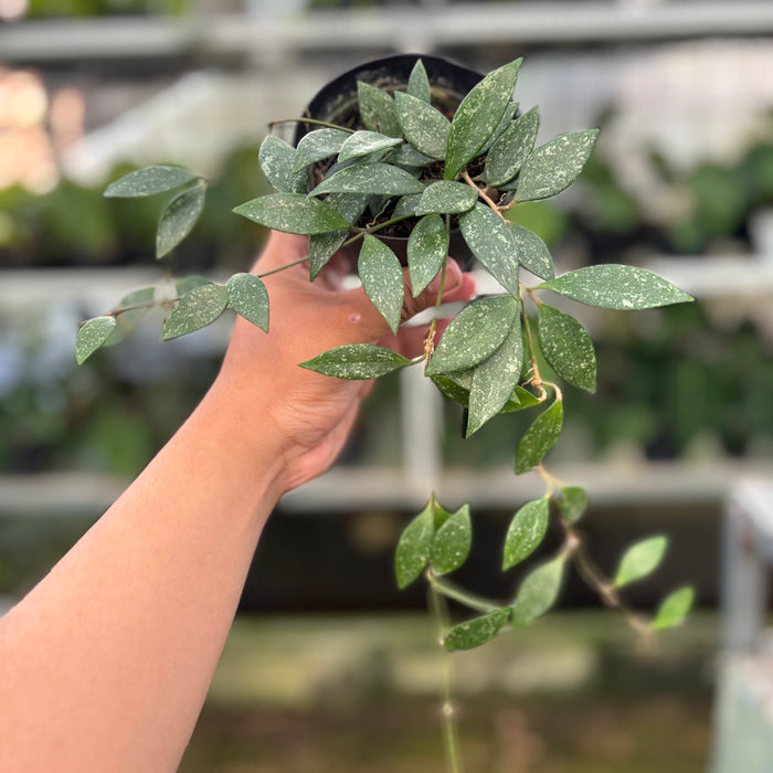Hoya Cinnamomifolia (Actual Plant 34-Oct)