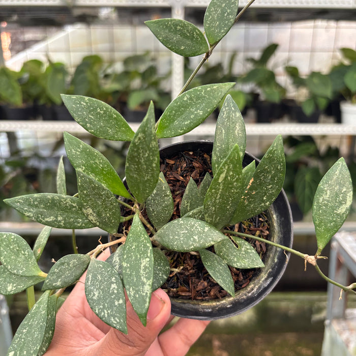 Hoya Cinnamomifolia (Actual Plant 34-Oct)