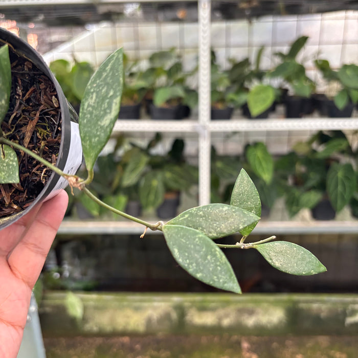 Hoya Cinnamomifolia (Actual Plant 34-Oct)