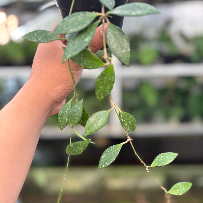 Hoya Cinnamomifolia (Actual Plant 34-Oct)