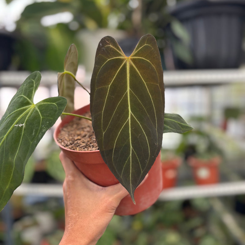 FS53-3 Anthurium Papillilaminum xone