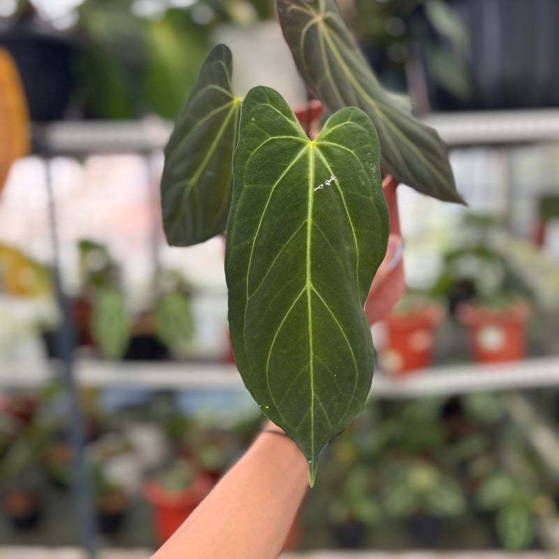 FS53-3 Anthurium Papillilaminum xone