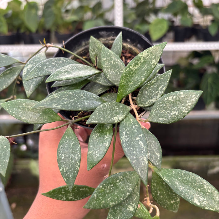 Hoya Cinnamomifolia (Actual Plant 34-Oct)