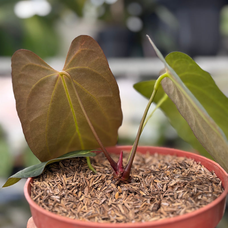 FS53-3 Anthurium Papillilaminum xone