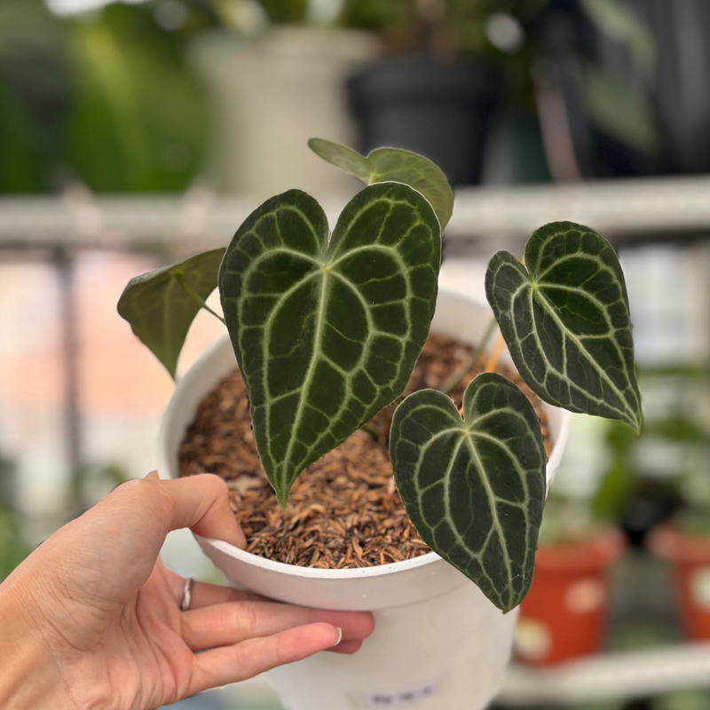 FS54-3 Anthurium Clarinervium Hybrid