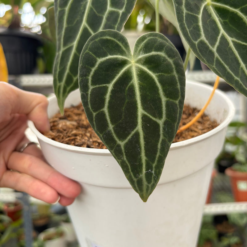 FS54-3 Anthurium Clarinervium Hybrid