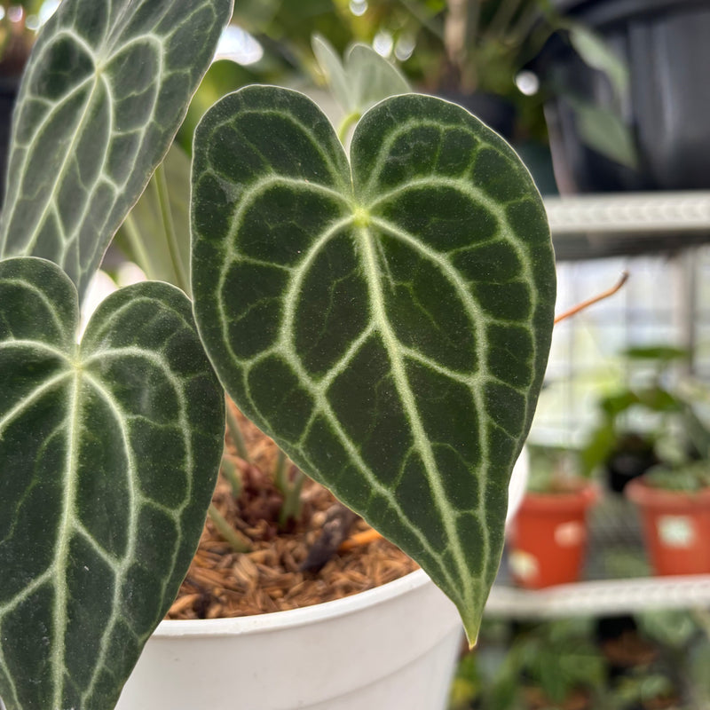 FS54-3 Anthurium Clarinervium Hybrid