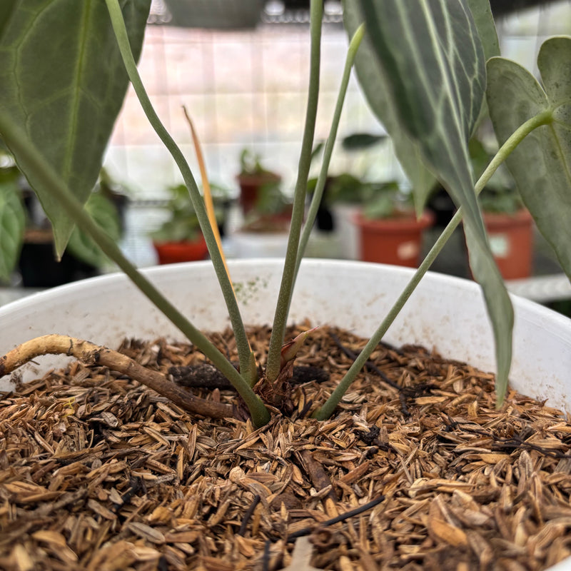 FS54-3 Anthurium Clarinervium Hybrid