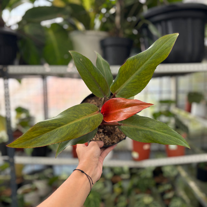 FS56-3 Philodendron Orange Marmalade