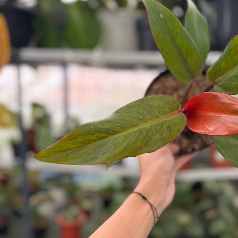 FS56-3 Philodendron Orange Marmalade