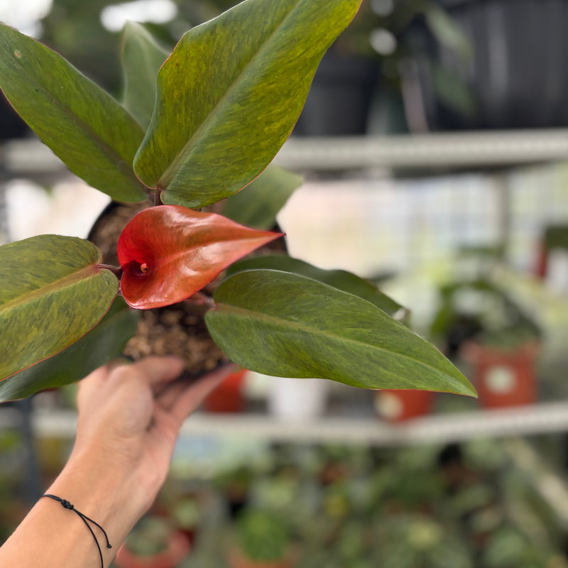 FS56-3 Philodendron Orange Marmalade