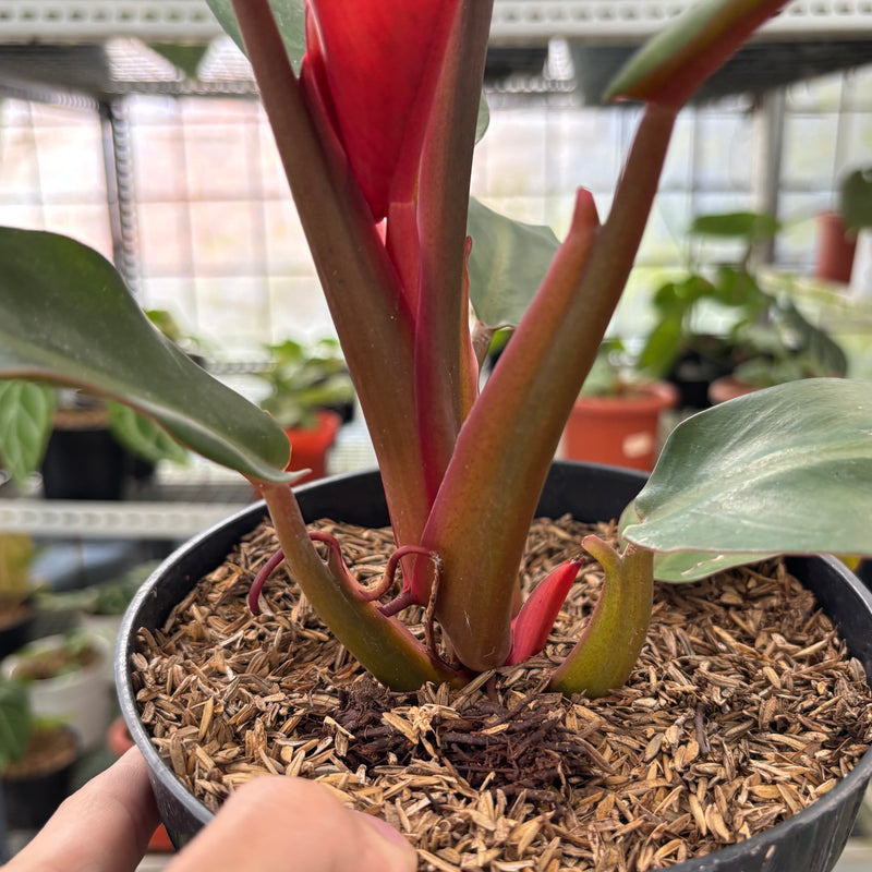 FS56-3 Philodendron Orange Marmalade