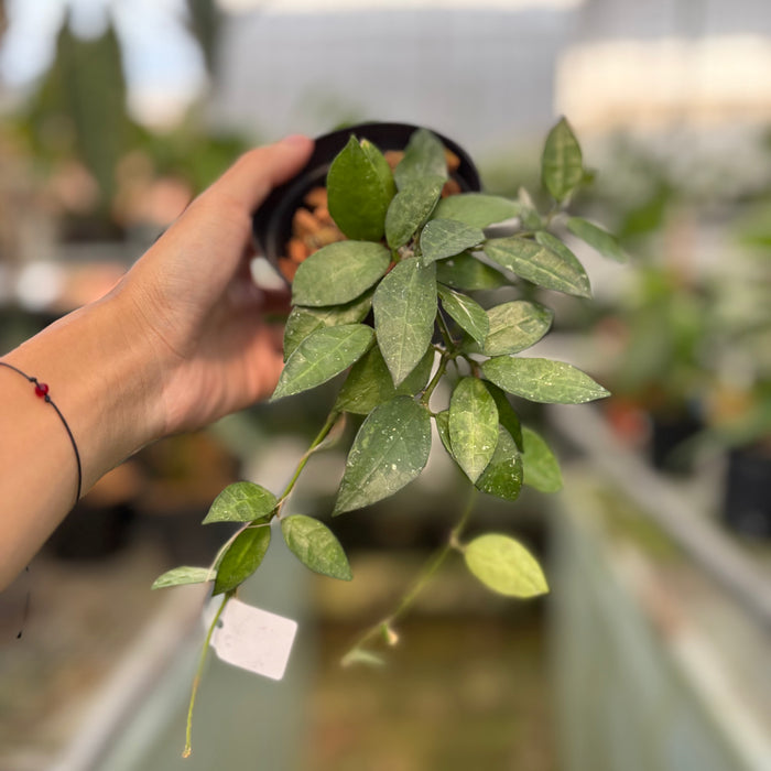 Monstera Adansonii Variegated Indo (Actual Plant 40-Oct)
