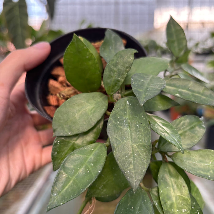 Monstera Adansonii Variegated Indo (Actual Plant 40-Oct)