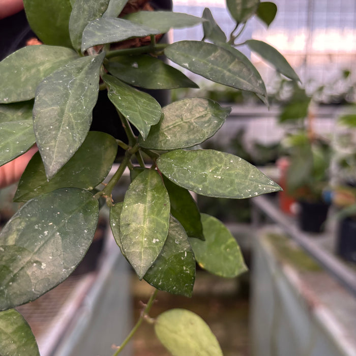 Monstera Adansonii Variegated Indo (Actual Plant 40-Oct)