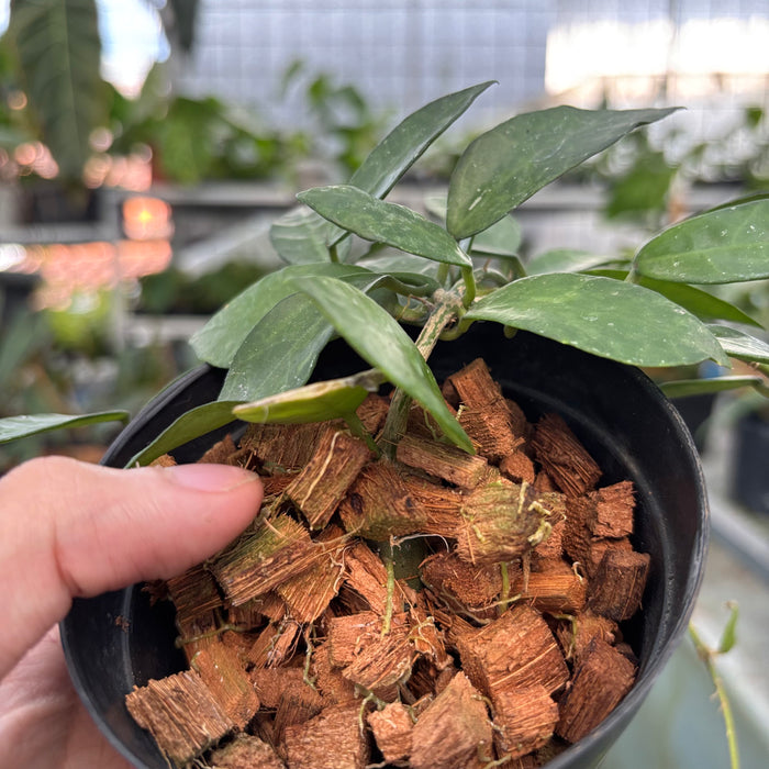 Monstera Adansonii Variegated Indo (Actual Plant 40-Oct)