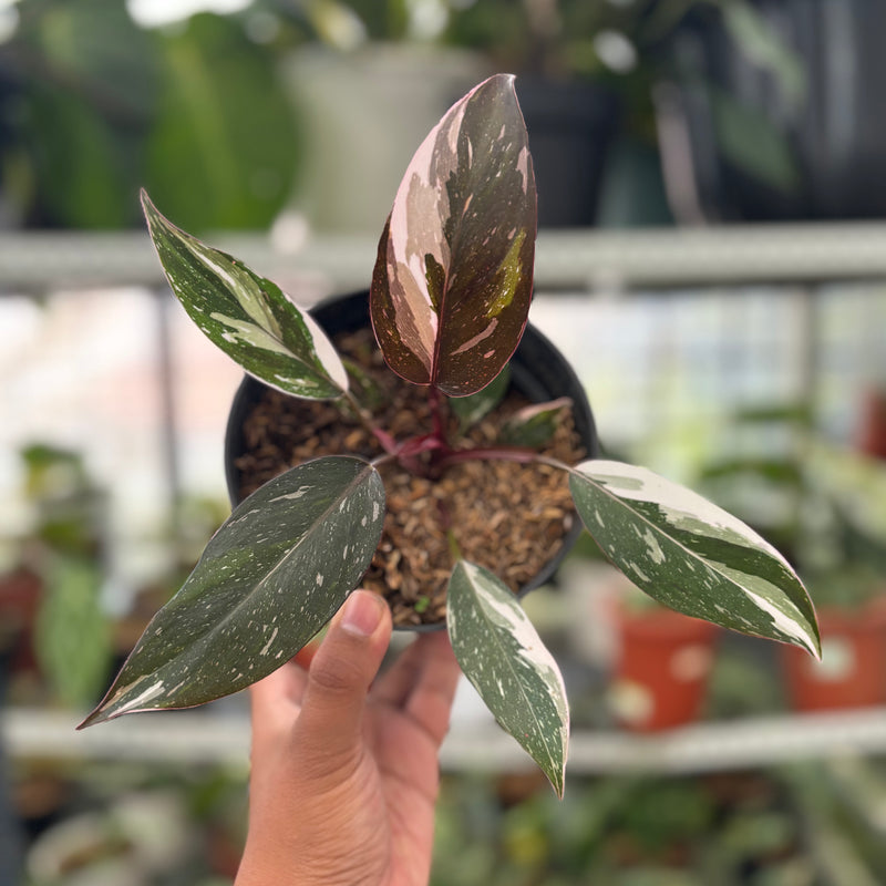 FS59-3 Philodendron Red Anderson