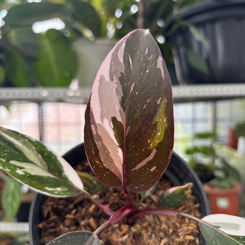 FS59-3 Philodendron Red Anderson