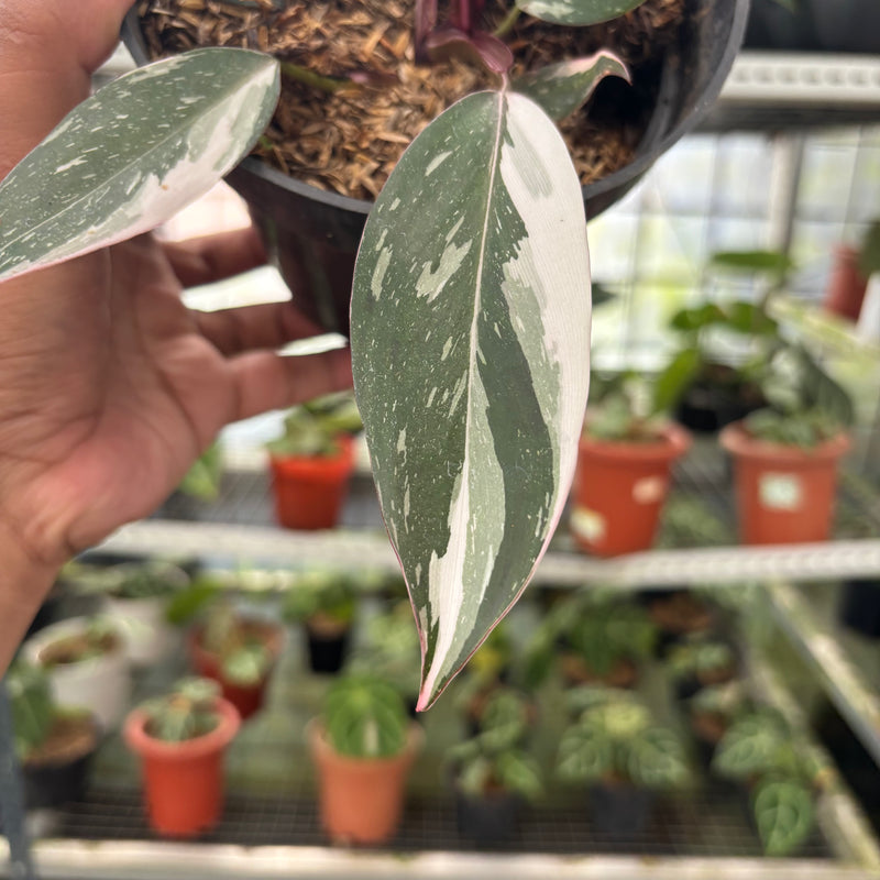 FS59-3 Philodendron Red Anderson