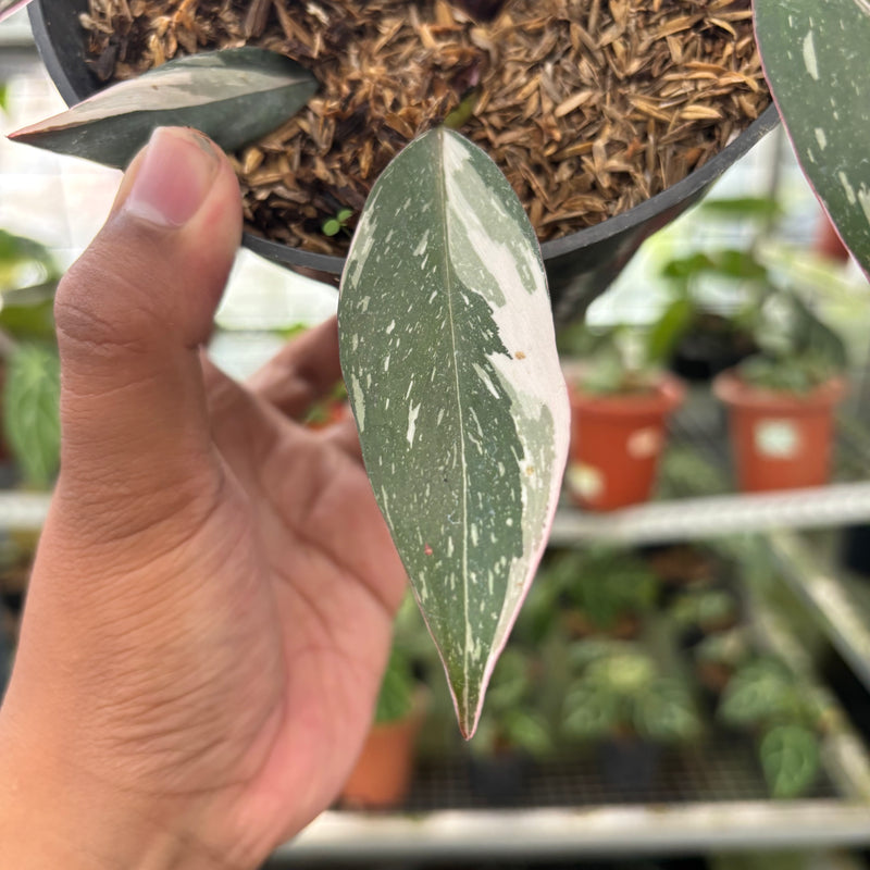 FS59-3 Philodendron Red Anderson