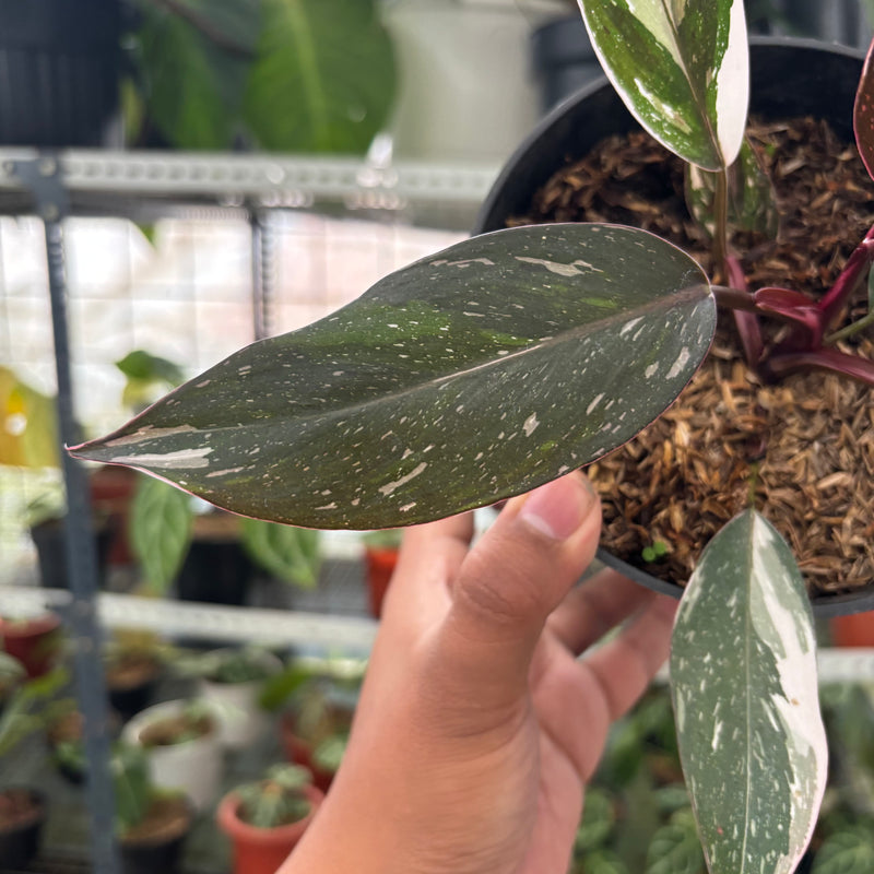 FS59-3 Philodendron Red Anderson