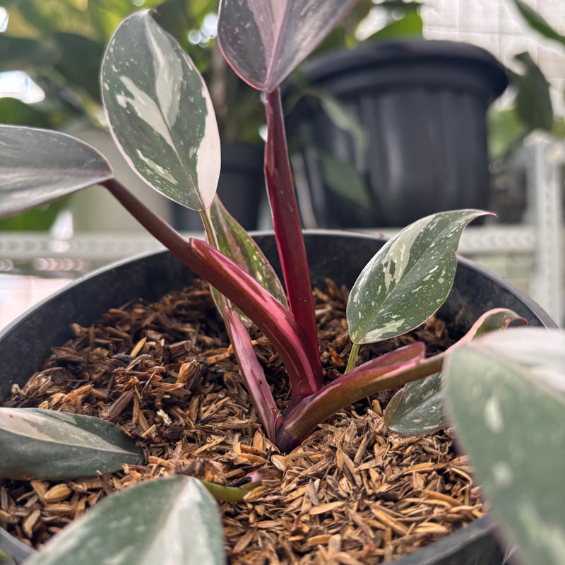 FS59-3 Philodendron Red Anderson