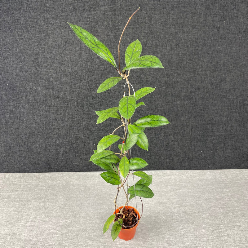 FS1-9 Hoya Finlaysonii Borneo