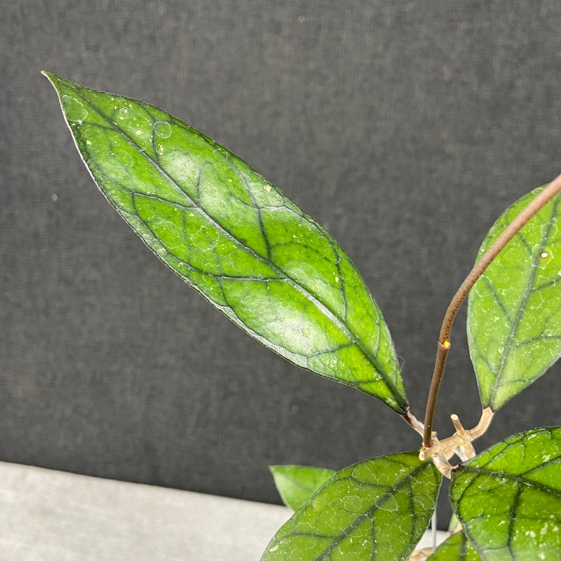 FS1-9 Hoya Finlaysonii Borneo