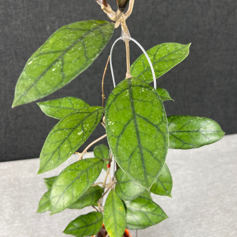 FS1-9 Hoya Finlaysonii Borneo