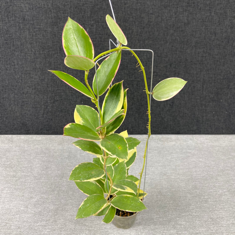FS2-9 Hoya SP Para Albomarginata
